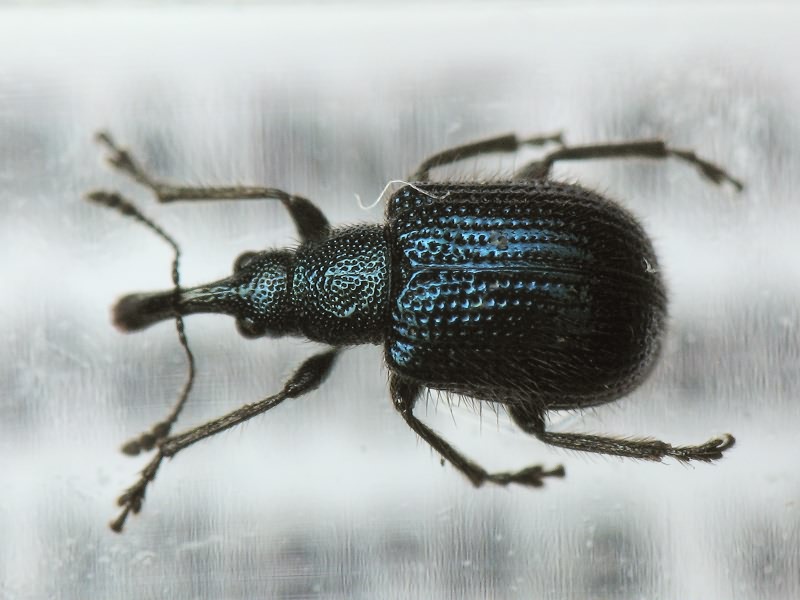 Neocoenorrhinus pauxillus (Germar, 1824)